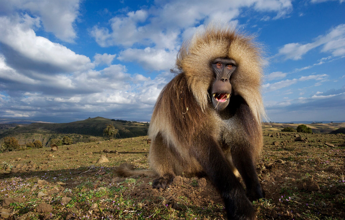 Gelada Portrait by Greg du Toit, an African wildlife photograph