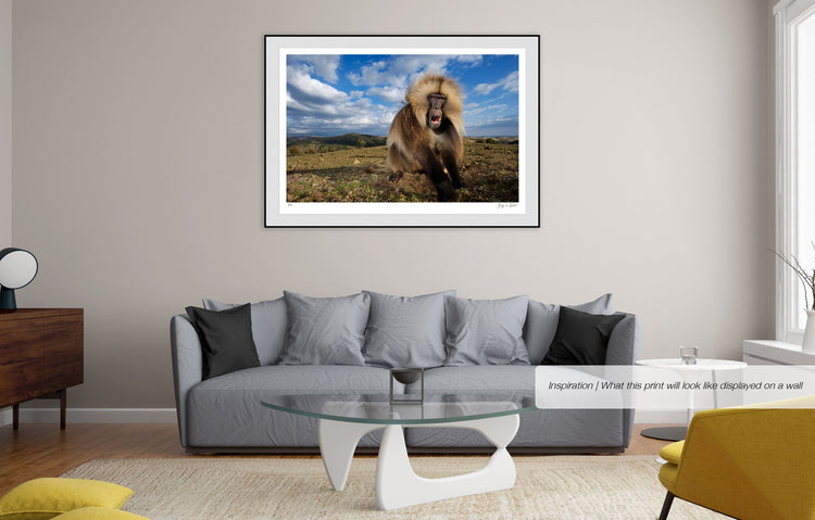 Gelada Portrait