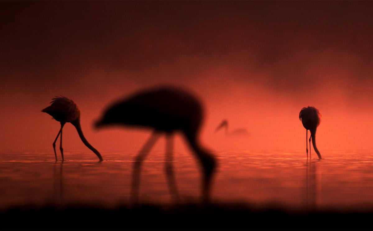 Stork Impressions