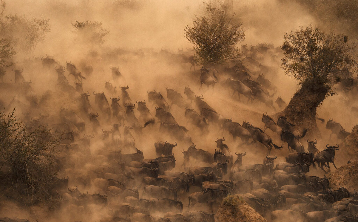 On the Move | Implausibility of Wildebeest