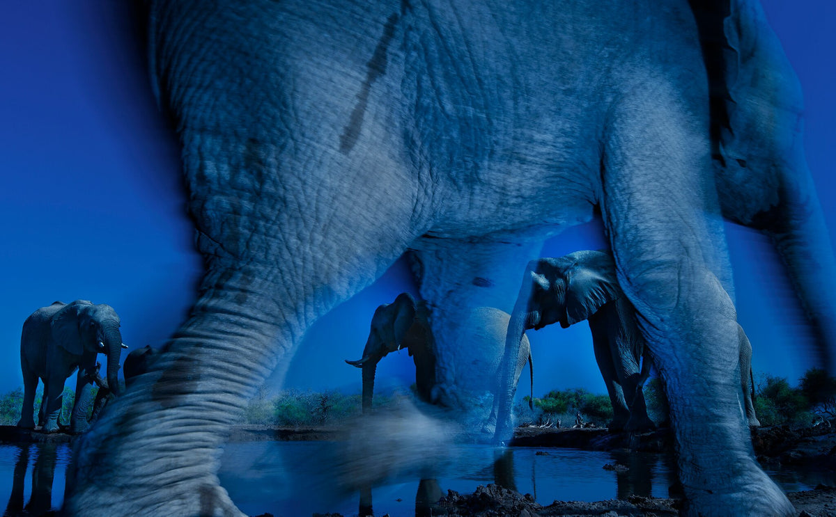 Essence of Elephant Botswana elephant wildlife print by Greg du Toit