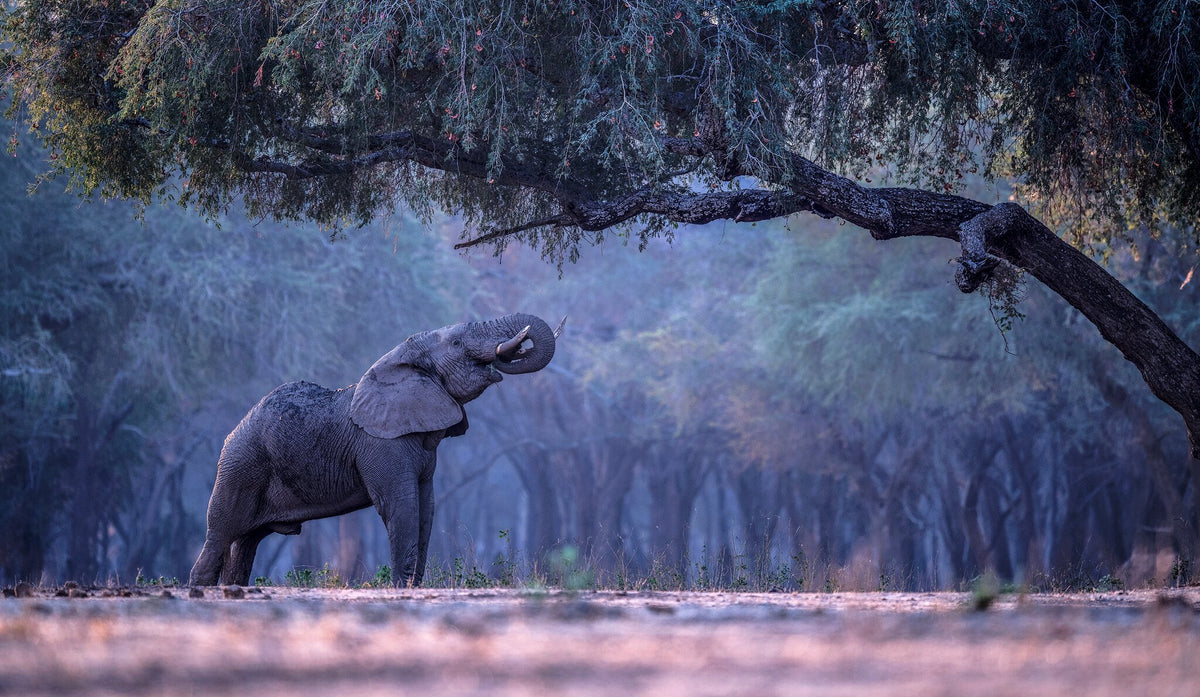Elephant Forest by Greg du Toit, an African wildlife photograph