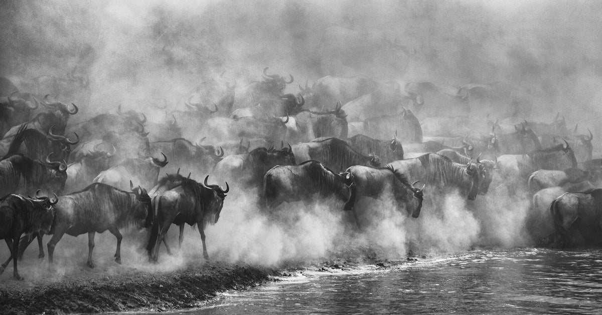 The Crossing by Greg du Toit, wildebeest crossing the Mara River