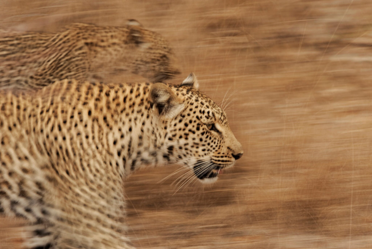 Leopards on the Prowl by Greg du Toit, a mother leopard and her cub in long grass
