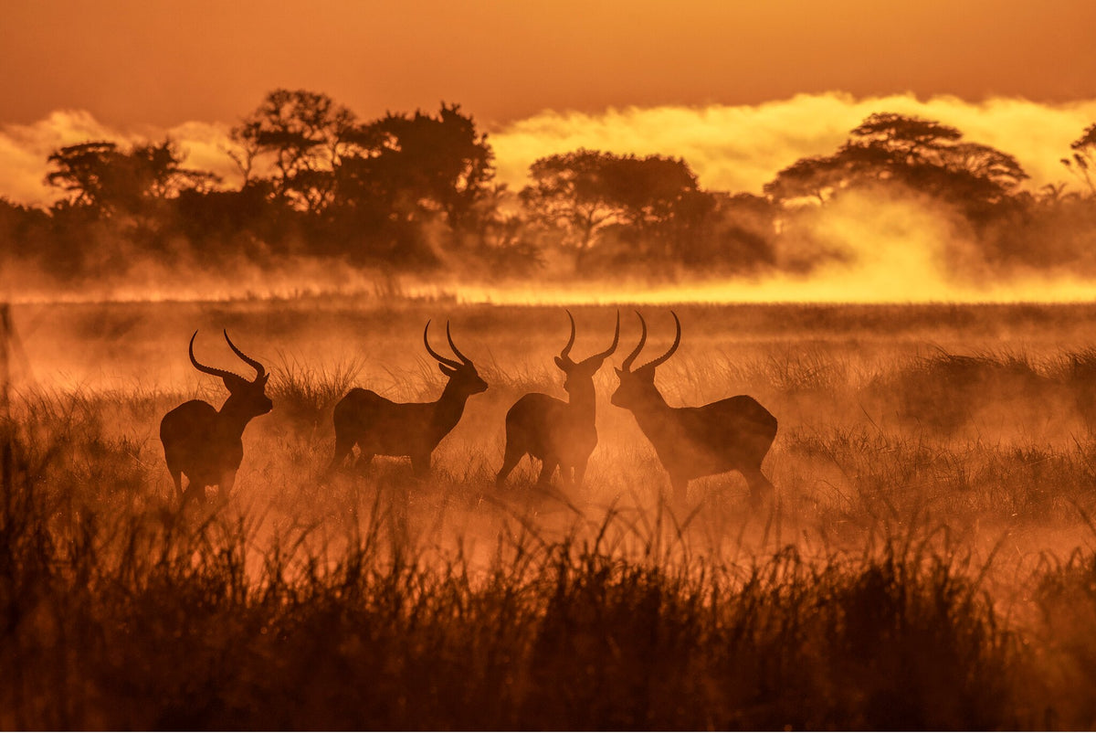 Lechwe in the Mist