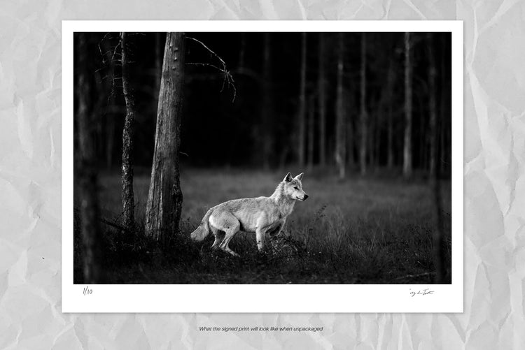 The White Wolf