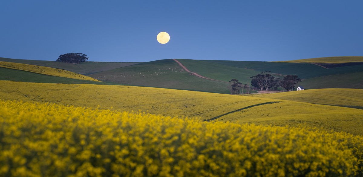 Canola Moon