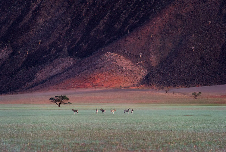 Summer Dawn