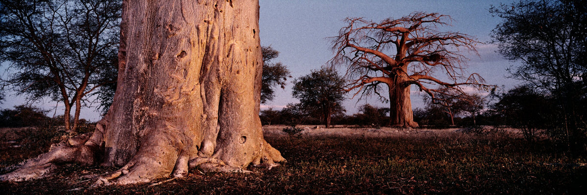 Baobab Duo