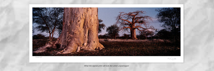 Baobab Duo