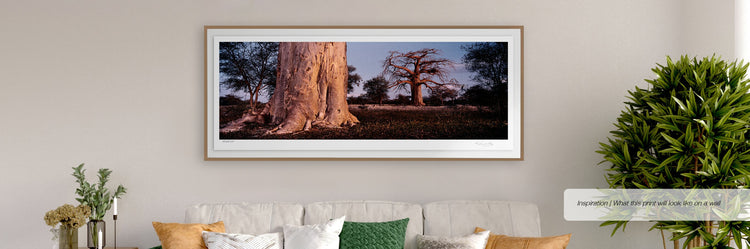 Baobab Duo
