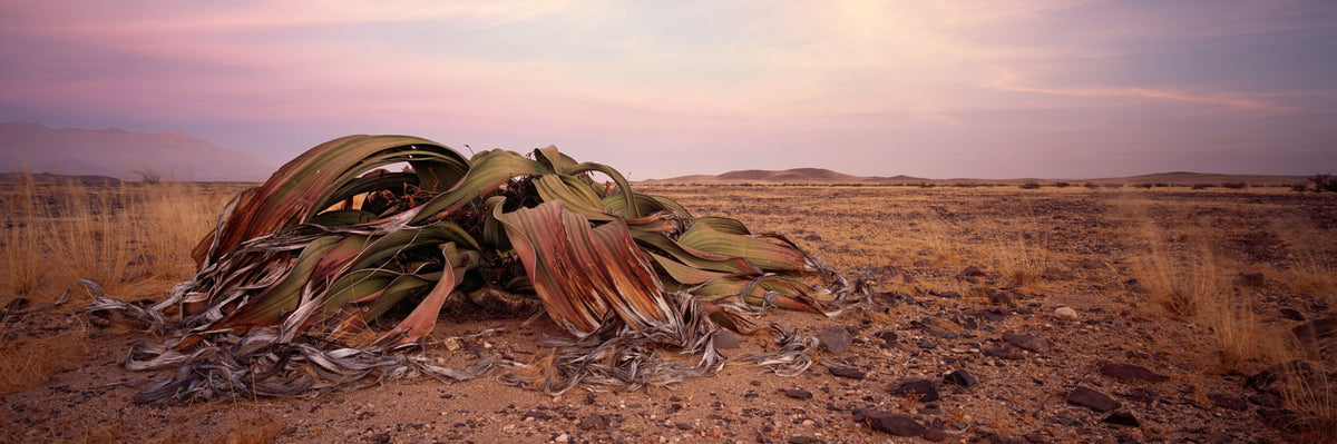 Ancient Survivor No.3 by Koos van der Lende, a welwitschia in the Namib