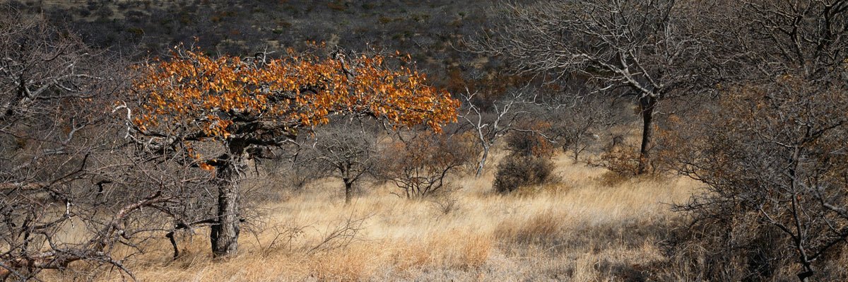 Mopane in Autumn by Koos van der Lende, a mopane tree in autumn
