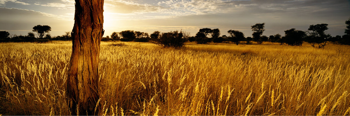 Kalahari Sunrise by Koos van der Lende, a panoramic print of gold bushveld light
