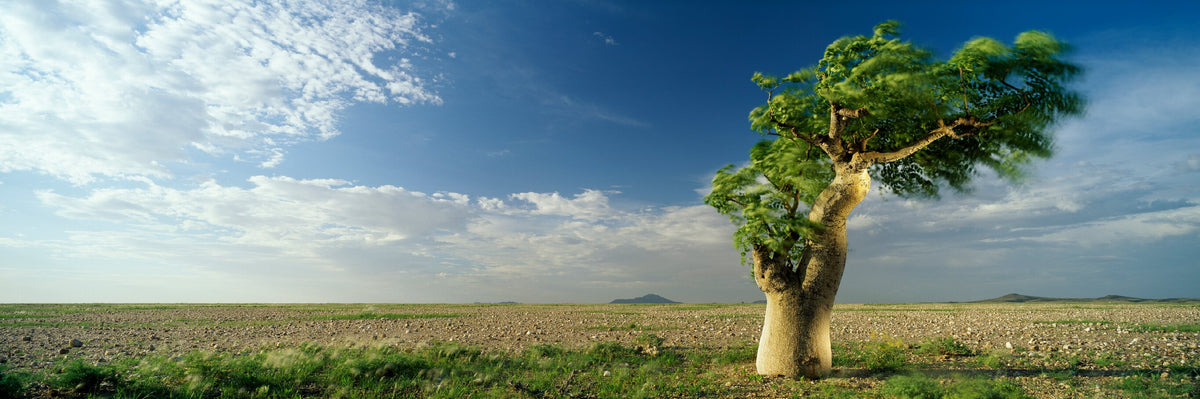 Bottle Tree by Koos van der Lende, a bottle tree in the wind