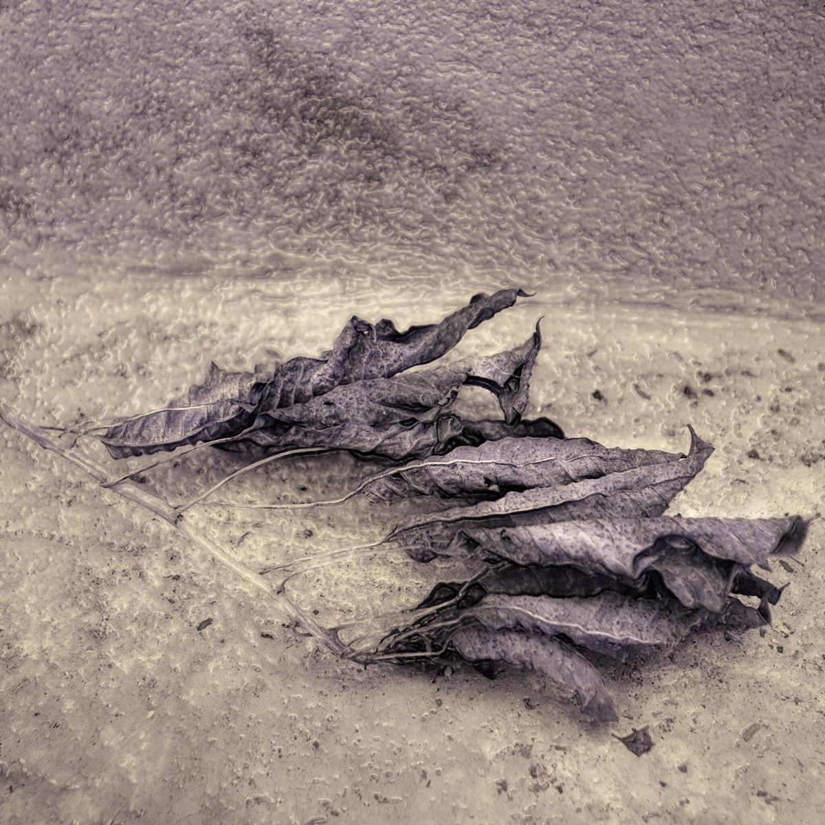 Fragile Intent No.1