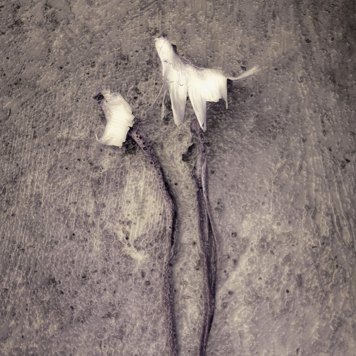 Fragile Intent No.2