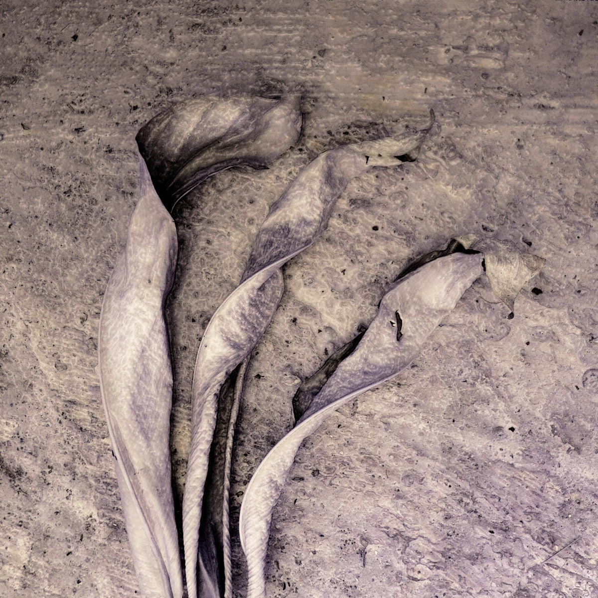 Fragile Intent No.3