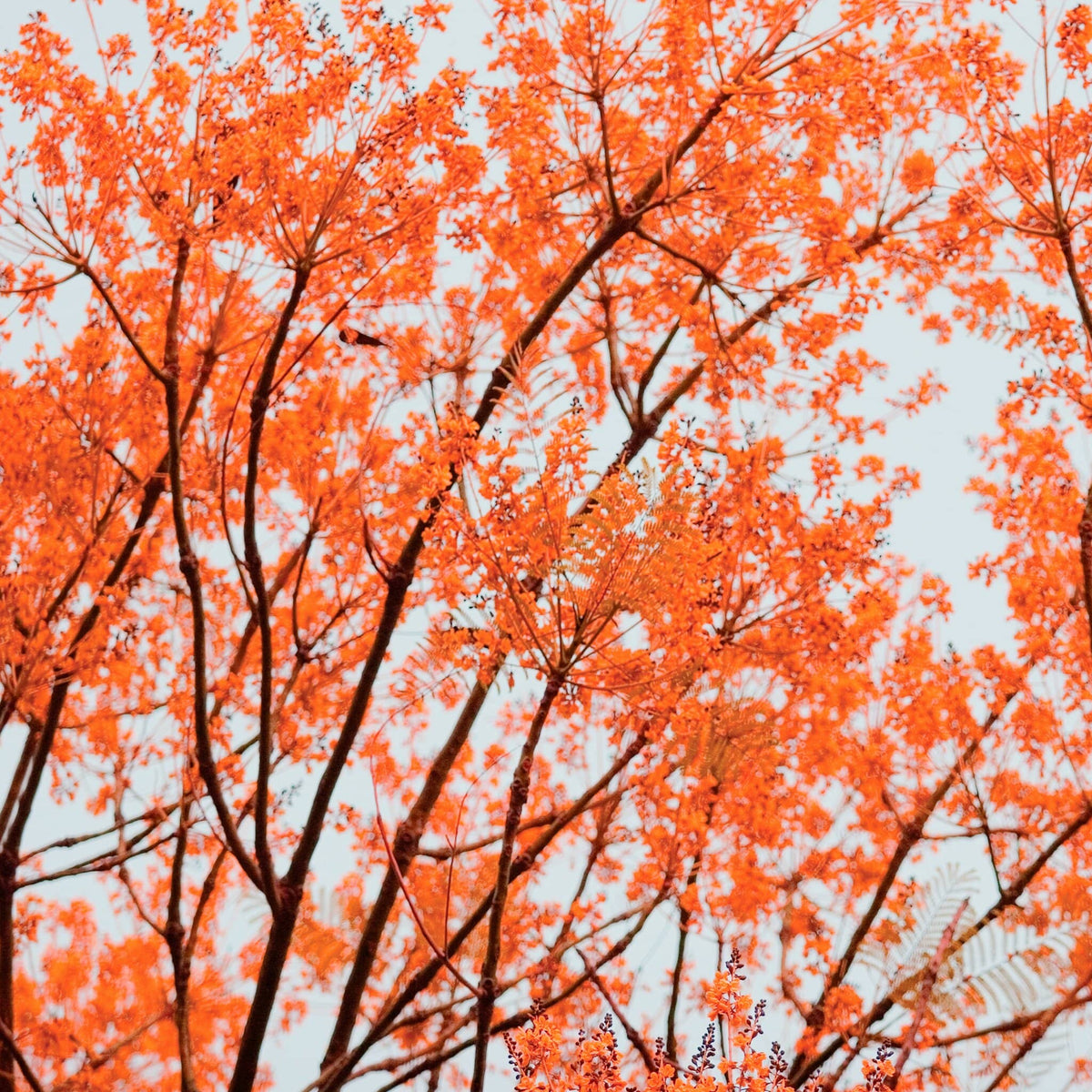 Vibrant Palette No.1
