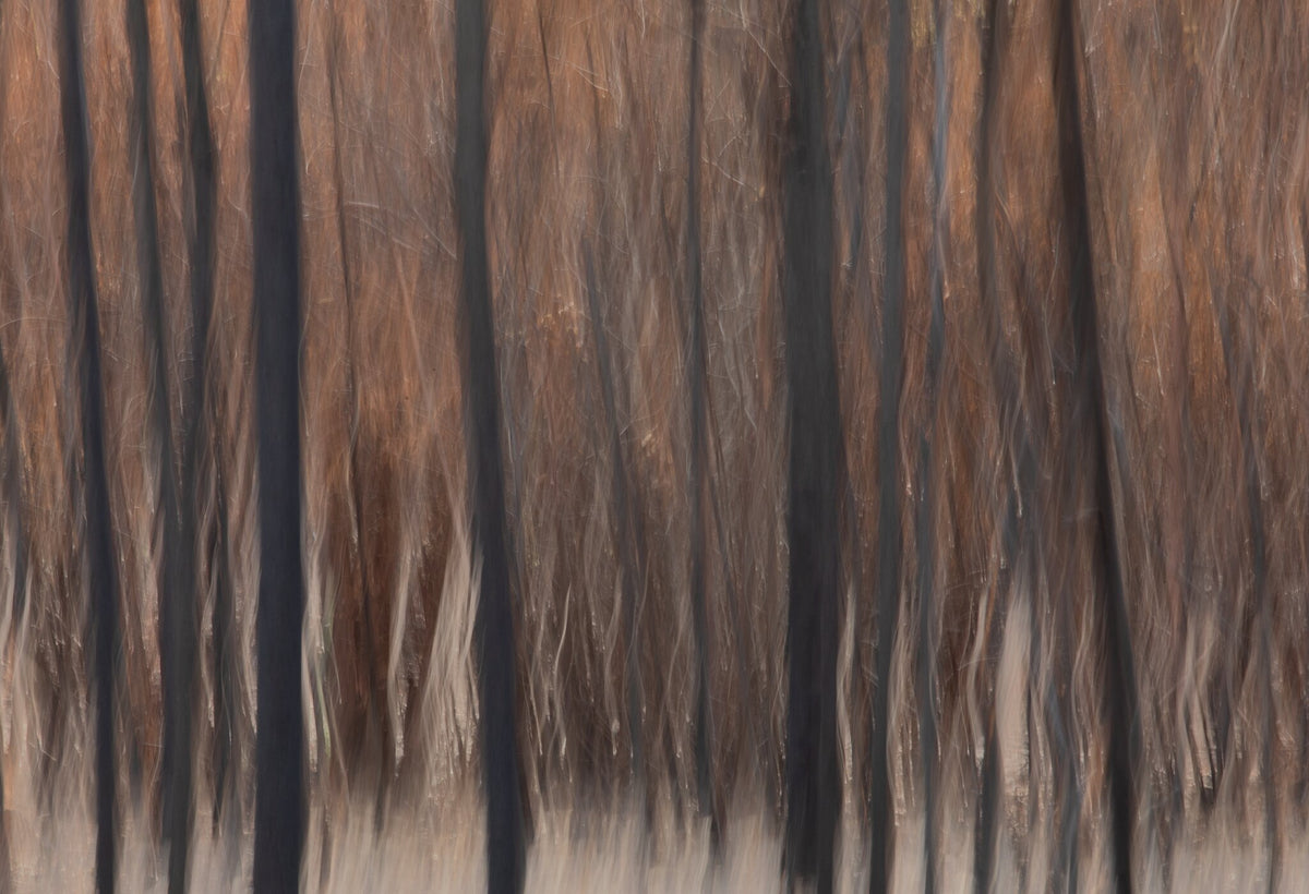 Fire & Ash No.2