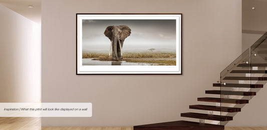 Patriarch No.1 | Pride of Africa