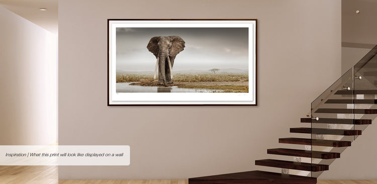 Patriarch No.1 | Pride of Africa