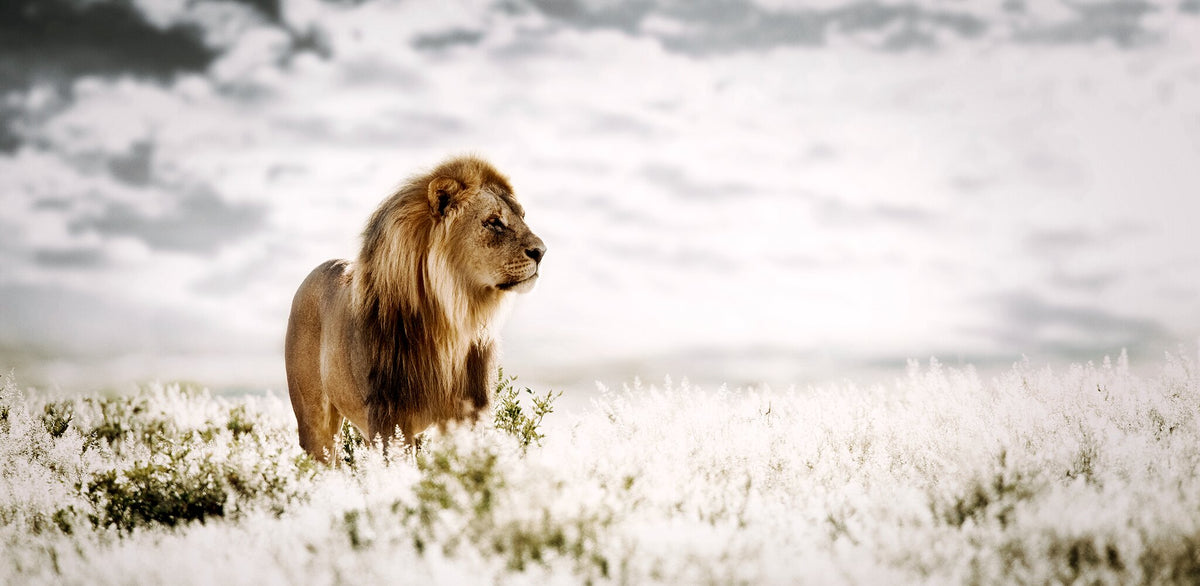 Pride of Africa by Klaus Tiedge, a male lion resting in golden Namibian light
