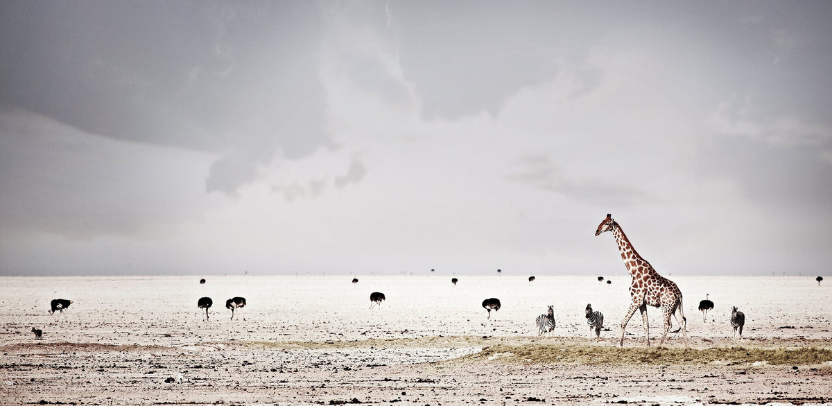 Harmony | Pride of Africa