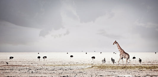 Harmony | Pride of Africa