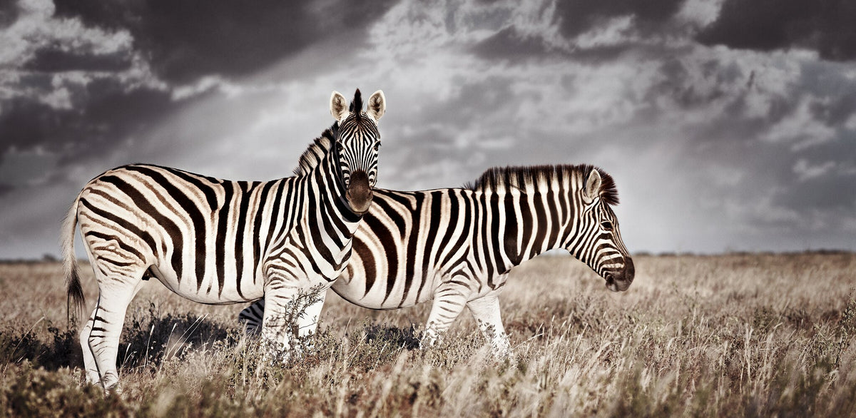 Duo No.2 | Pride of Africa