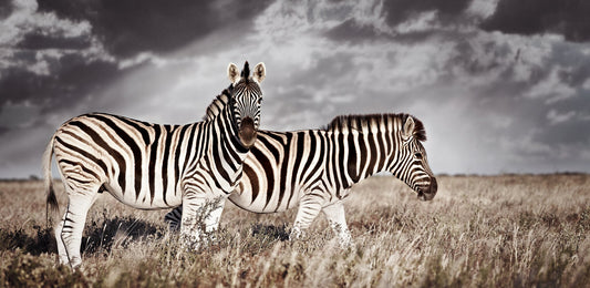 Duo No.2 | Pride of Africa