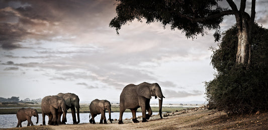 Matriarch No.1 | Pride of Africa