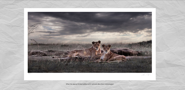 Last Light | Pride of Africa