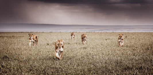 Alliance | Pride of Africa