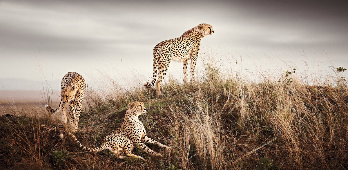 Brotherhood No.4 | Pride of Africa