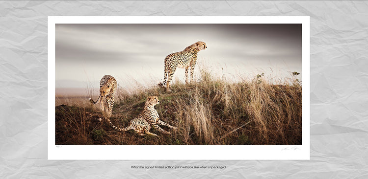 Brotherhood No.4 | Pride of Africa