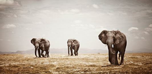 Matriarch No.3 | Pride of Africa