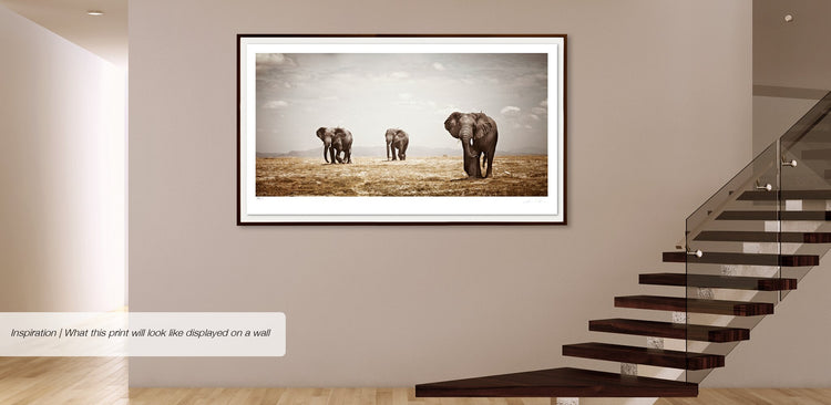 Matriarch No.3 | Pride of Africa