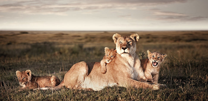 Union No.2 | Pride of Africa