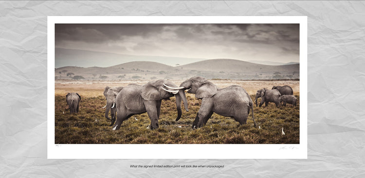 Affirmation | Pride of Africa