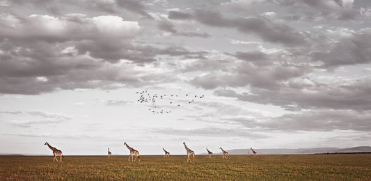 African Visa | Pride of Africa