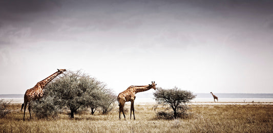 Timeless | Pride of Africa