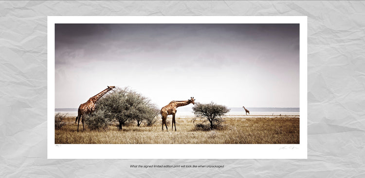 Timeless | Pride of Africa