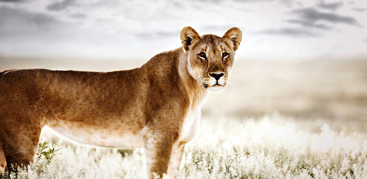 Reverence No.1 | Pride of Africa