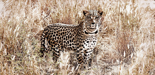 Dignity | Pride of Africa