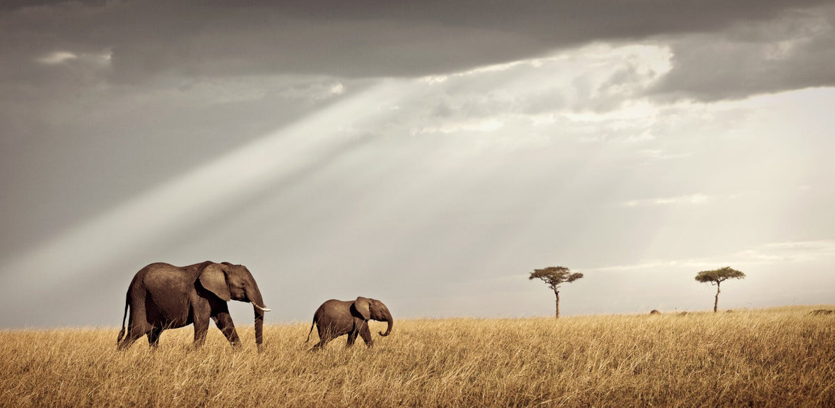 Unison No.2 elephant wildlife art print by Klaus Tiedge, mother and calf