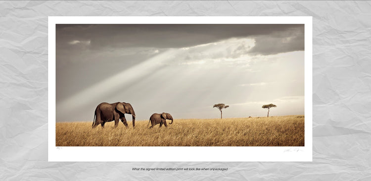 Unison No.2 | Pride of Africa