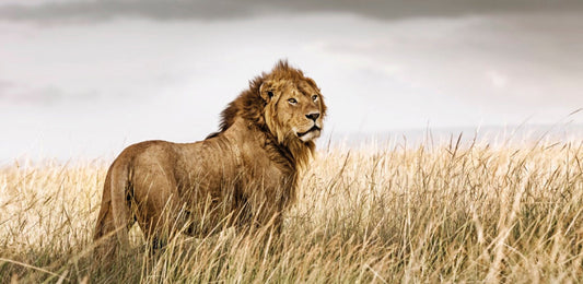 Intrepidity No.1 | Pride of Africa