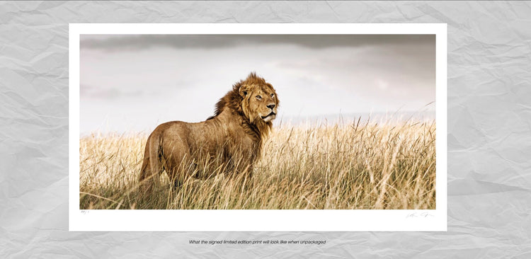 Intrepidity No.1 | Pride of Africa