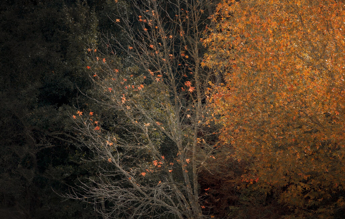 Enchanted No.5